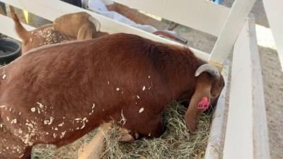 Secretaria de Agricultura no Virmond tem Stand na 4ª Expovir para expor cabritos